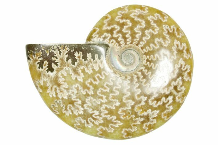 Polished Ammonite (Cleoniceras) Fossil - Madagascar #365061